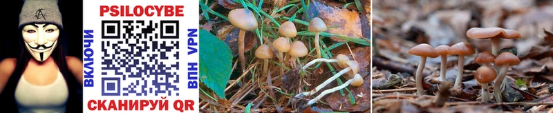 Псилоцибиновые грибы MAGIC MUSHROOMS  OMG сайт  Краснослободск 